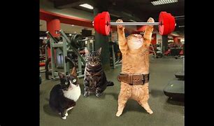 Image result for Cat Gym Funny