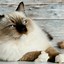 Image result for Cat Age Chart Years