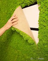 Image result for DIY Moss Wall