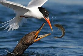 Image result for Bird Catching Fish