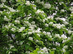 Image result for catalpa