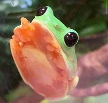 Image result for Cute Frog Discord Emotes
