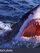 Image result for Shark Mouth Jaws