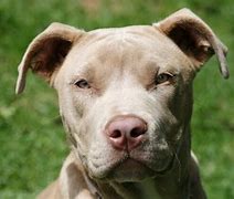 Image result for Alligator Pit Bull