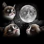 Image result for Abstract Grumpy Cat