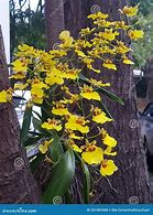 Image result for Grampinas Orchids