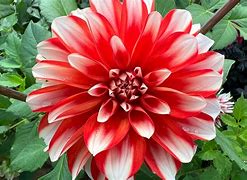 Dahlia Catching Fire 的图像结果