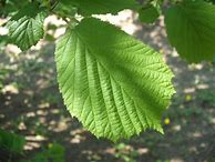 Image result for corylaceae