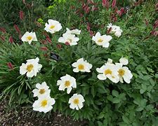 Image result for Paeonia Krinkled White (Lactif-S-Group)