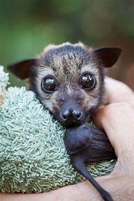 Image result for Cute Bat Bets