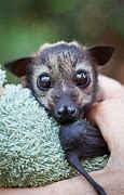 Image result for Cute Bat Pictures