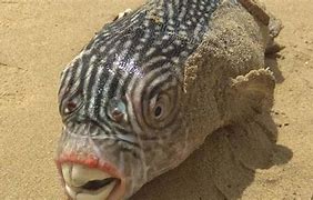 Image result for Weird Fish in the Ocean