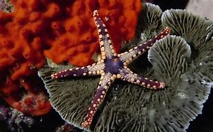 Image result for Underwater Sea Animals