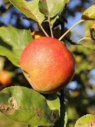 Image result for Buy Apple Trees