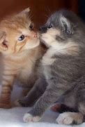 Image result for Cat Give Love