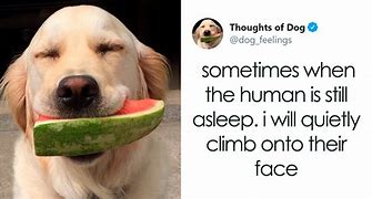 Image result for Thoughts of Dog