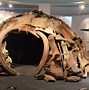 Image result for Mummified Woolly Mammoth