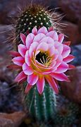 Image result for Amazing Cactus