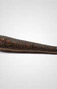 Image result for Jewish Leeches