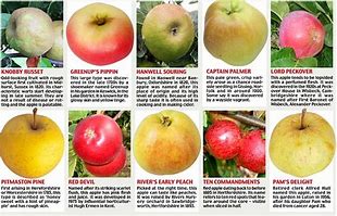 Image result for Old English Apple Varieties