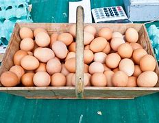 Image result for Cardinal Bird Eggs