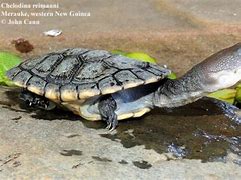 Image result for Chelodina reimanni