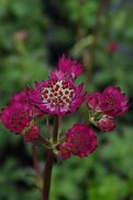 Image result for Astrantia major Star of Beauty
