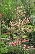 Image result for Small Garden Trees
