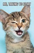 Image result for Cat with Internet Meme