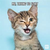 Image result for Cat Pointing and Laughing Meme