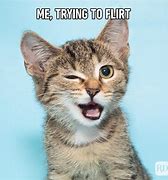Image result for Hilarious Funny Cat Memes