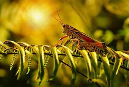Image result for Grasshopper Background