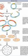 Image result for Cloning Biotechnology