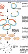 Image result for Recombinant DNA
