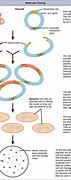 Image result for Chromosome Recombination