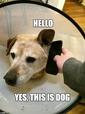 Image result for Hello This Is Bob Dog Meme