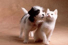 Image result for Cute Cats and Dogs