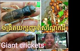 Image result for Movie Giant Cricket