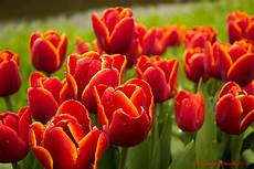 tulipani fiori tulipani foto immagini piante fiori e funghi tulipani fiori tulipani foto immagini piante fiori e funghi