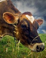 Image result for Cow Eating Grass