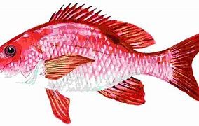Image result for Red Fish Clip Art