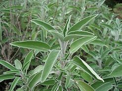Image result for Salvia officinalis (SALIE)