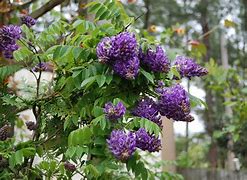 Image result for Wisteria floribunda Longwood Purple