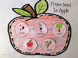 Image result for Parts of an Apple Preschool