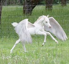 Image result for Real Baby Unicorns with Wings