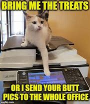 Image result for Jokes About Cats and a Copy Machine
