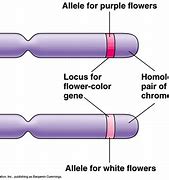 Image result for What Is Chromosome Gene DNA Allel