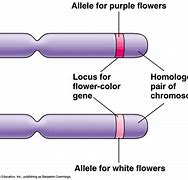 Image result for alell