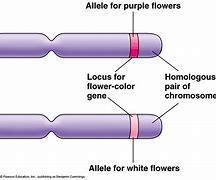 Image result for Allele Chromosome