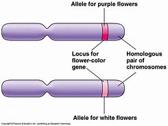 Image result for Allele Example